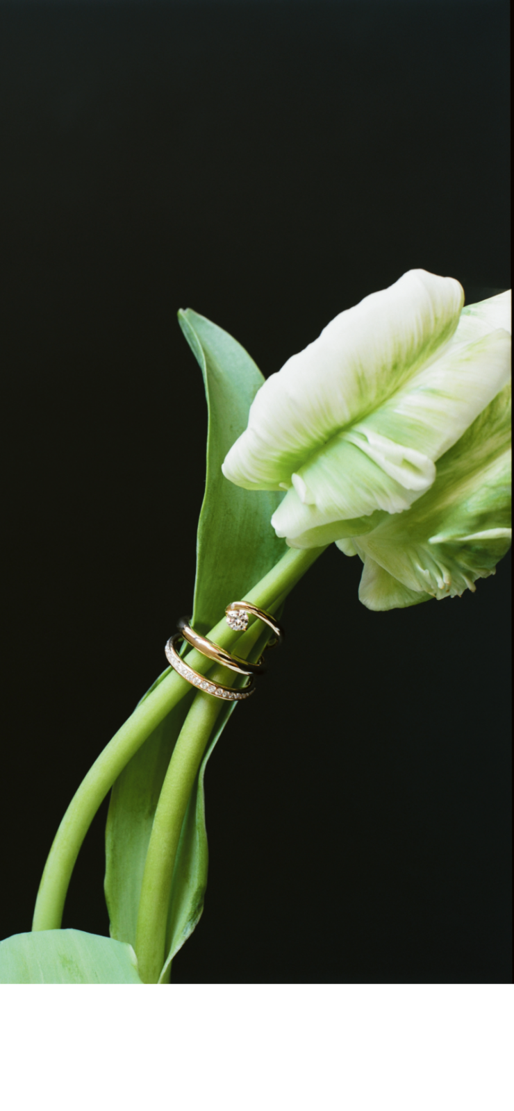 CharlotteCHESNAISFineJewelry